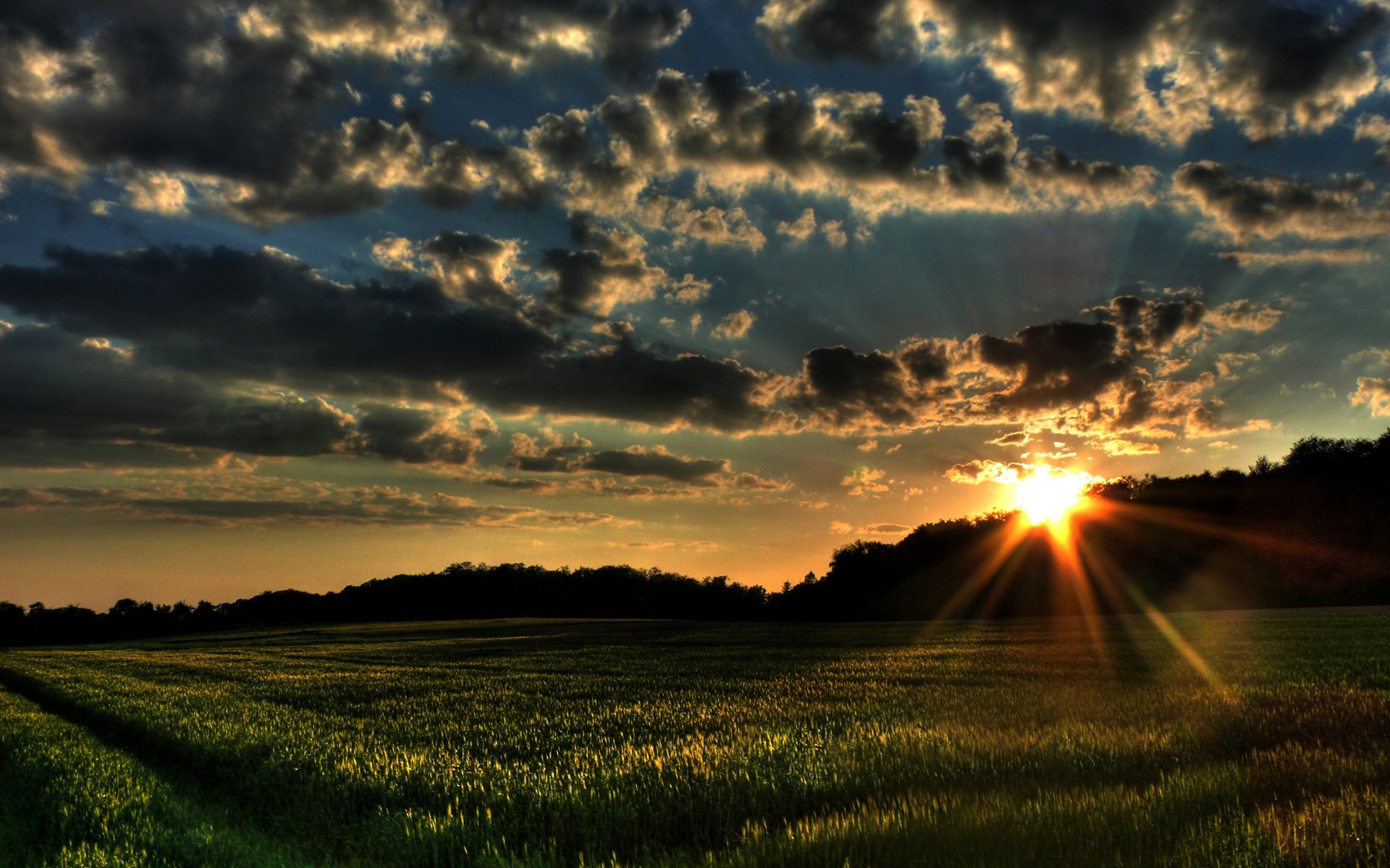 landscape grass the field sunset clouds of the field nature tree forest wind sun