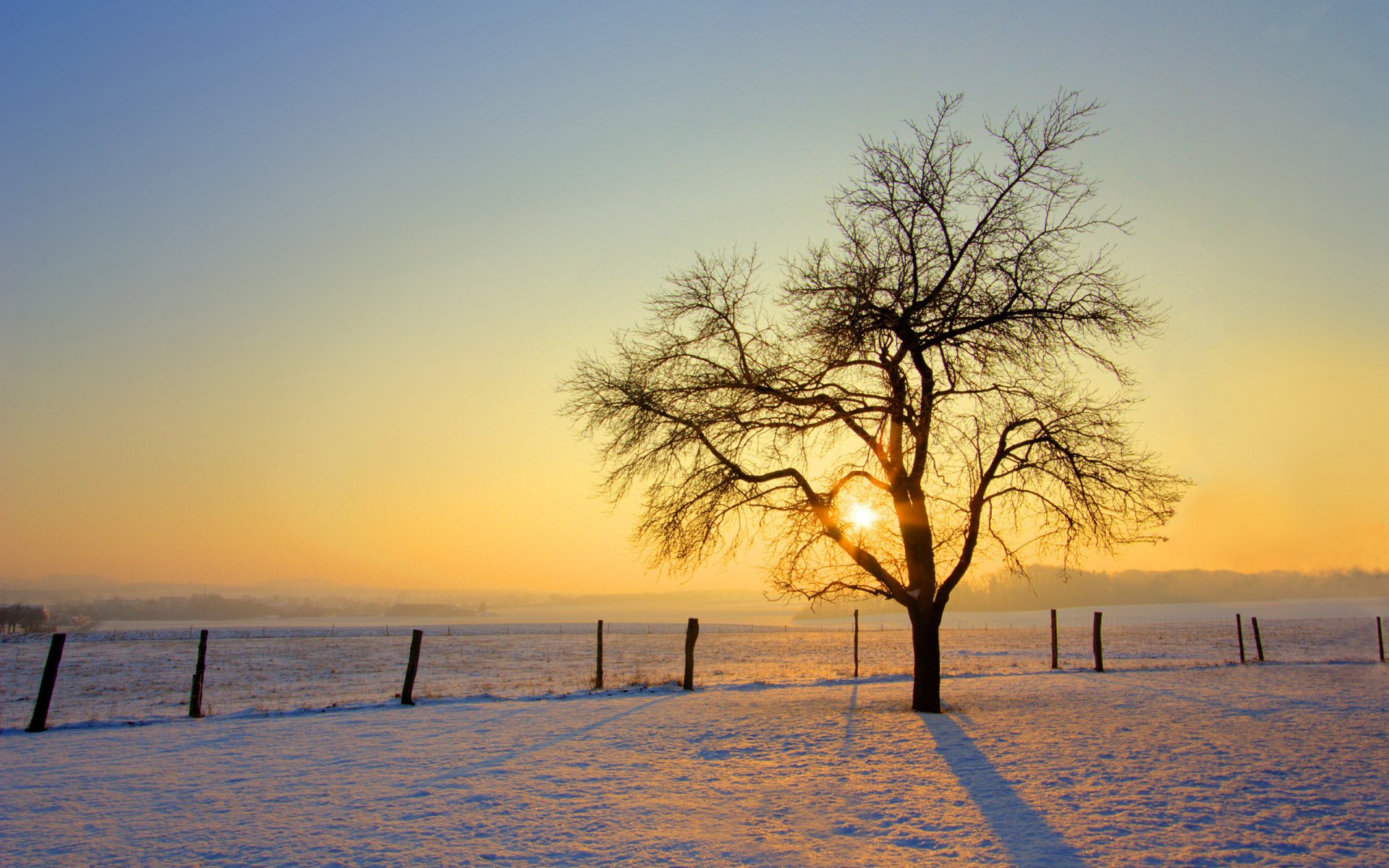 hiver arbre neige soleil