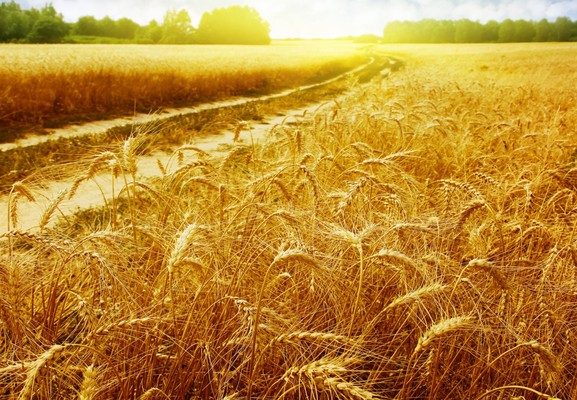 landschaften goldenes feld feld weizen golden ährchen strahlen sonne straße