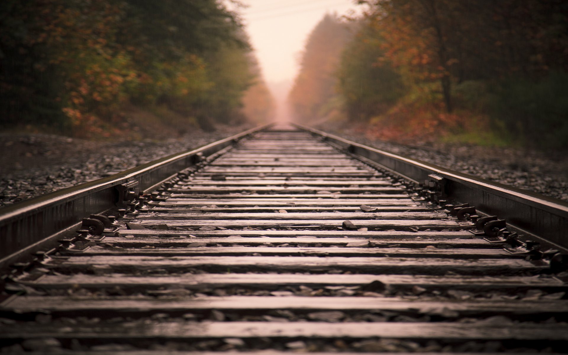 landschaft makro stimmung ansicht orte nebel ferne reise reise stimmung am frühen morgen natur wald bäume baum eisenbahn eisenbahnen schienen wege schwellen eisenbahn spur stein steine fokus