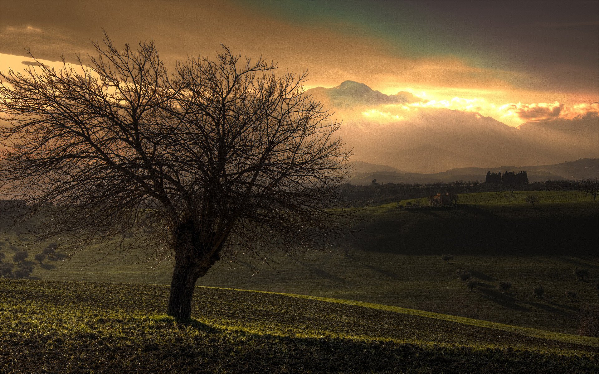 vista albero alberi natura paesaggio foto