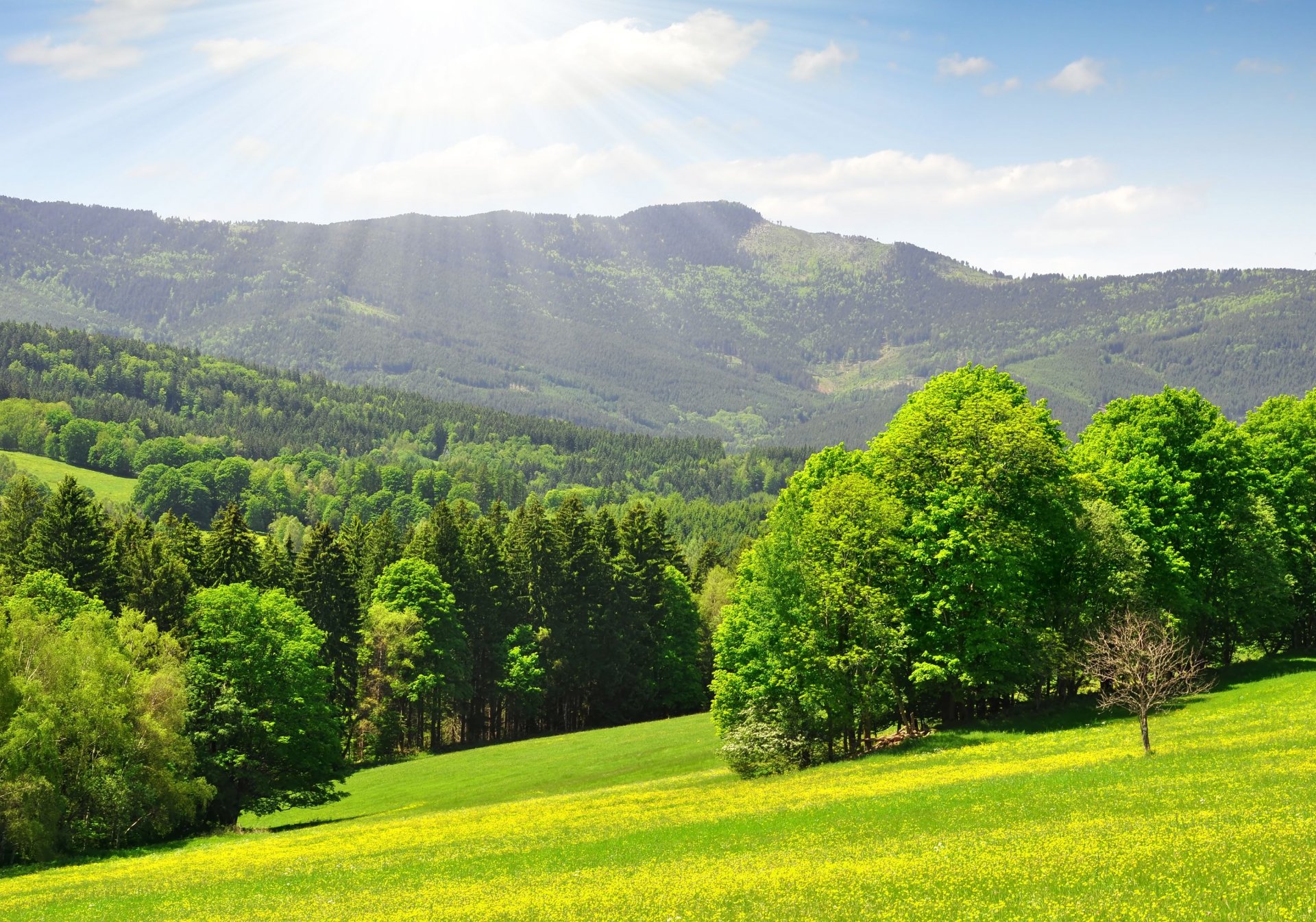 unshine wood mountain edge forest tree grass warm sunny day kingdom