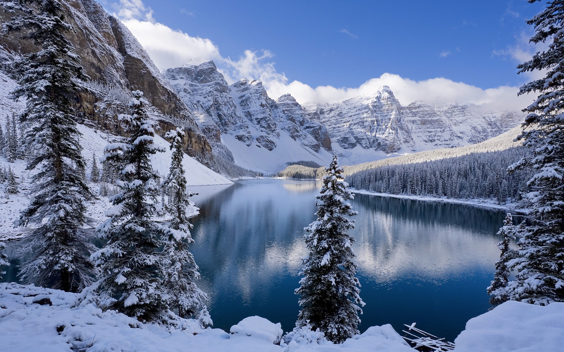 лес зима снег