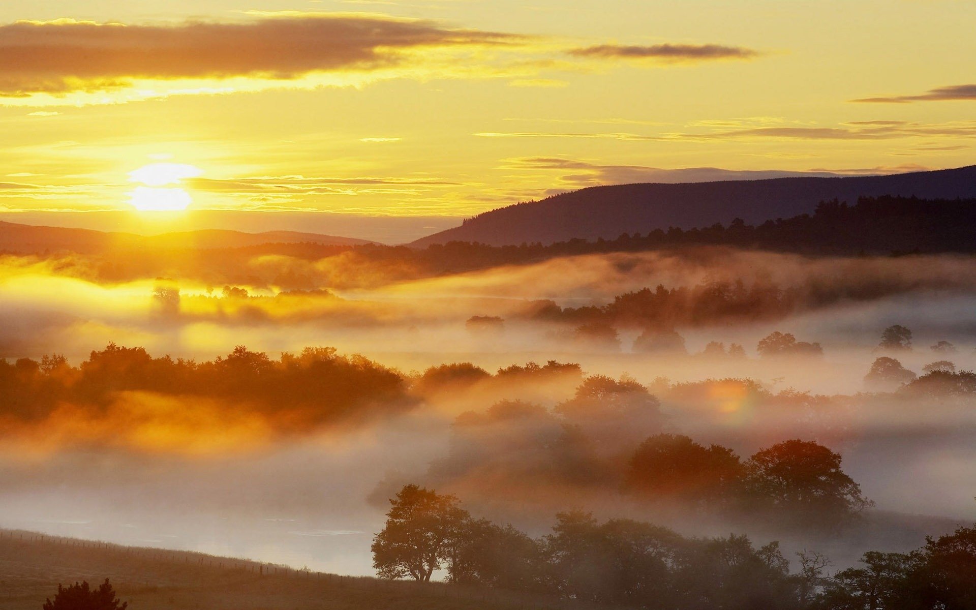 nature lever du soleil soleil forêt brouillard