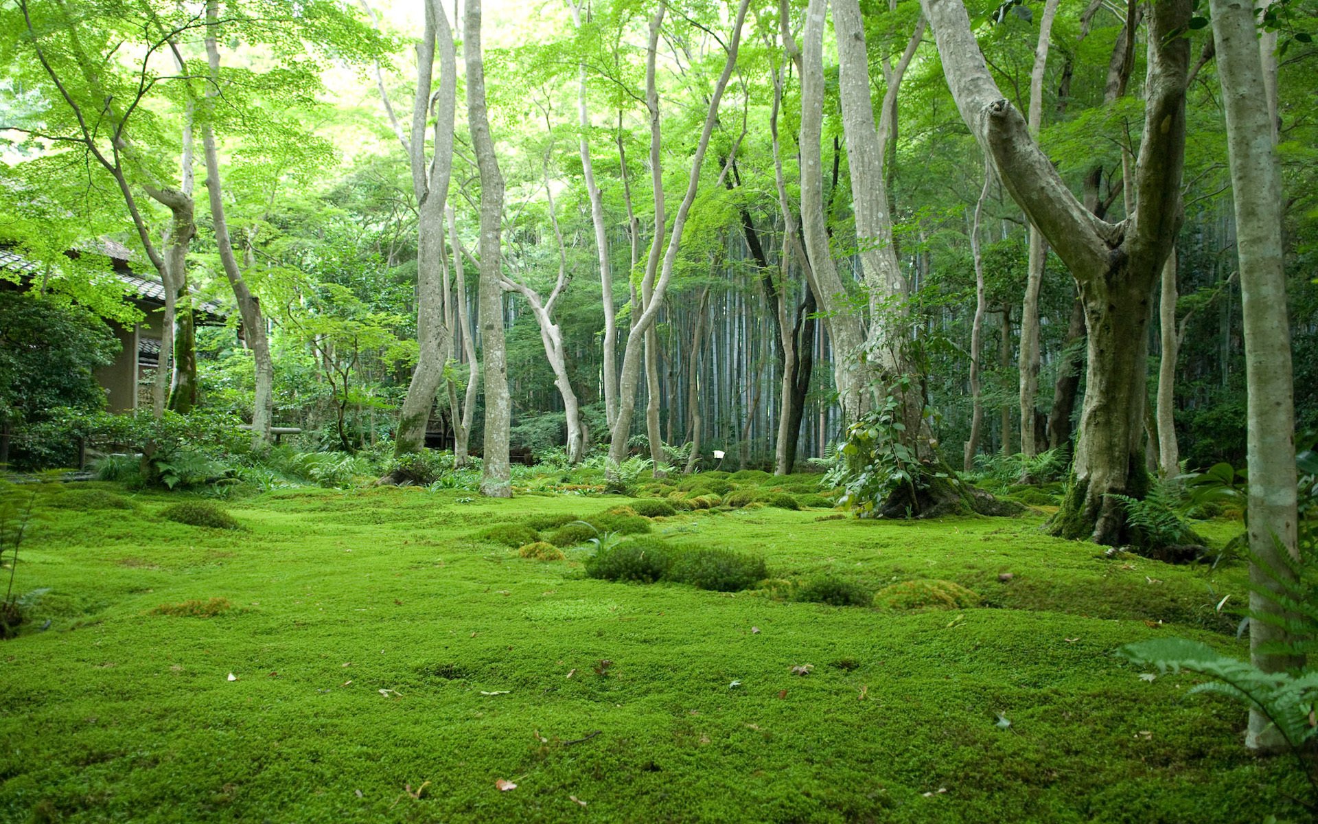 japón bosque árboles claro