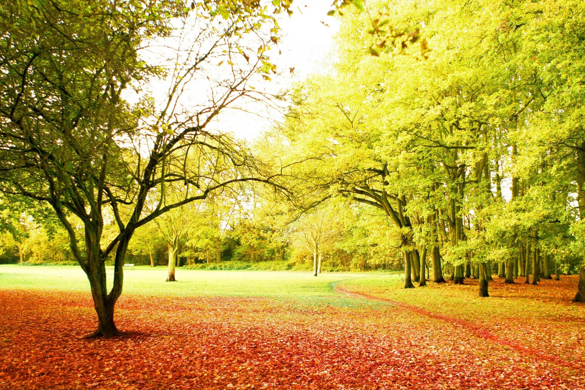 jahreszeit herbst park bäume fußweg laubfall strahlen sonne schönheit