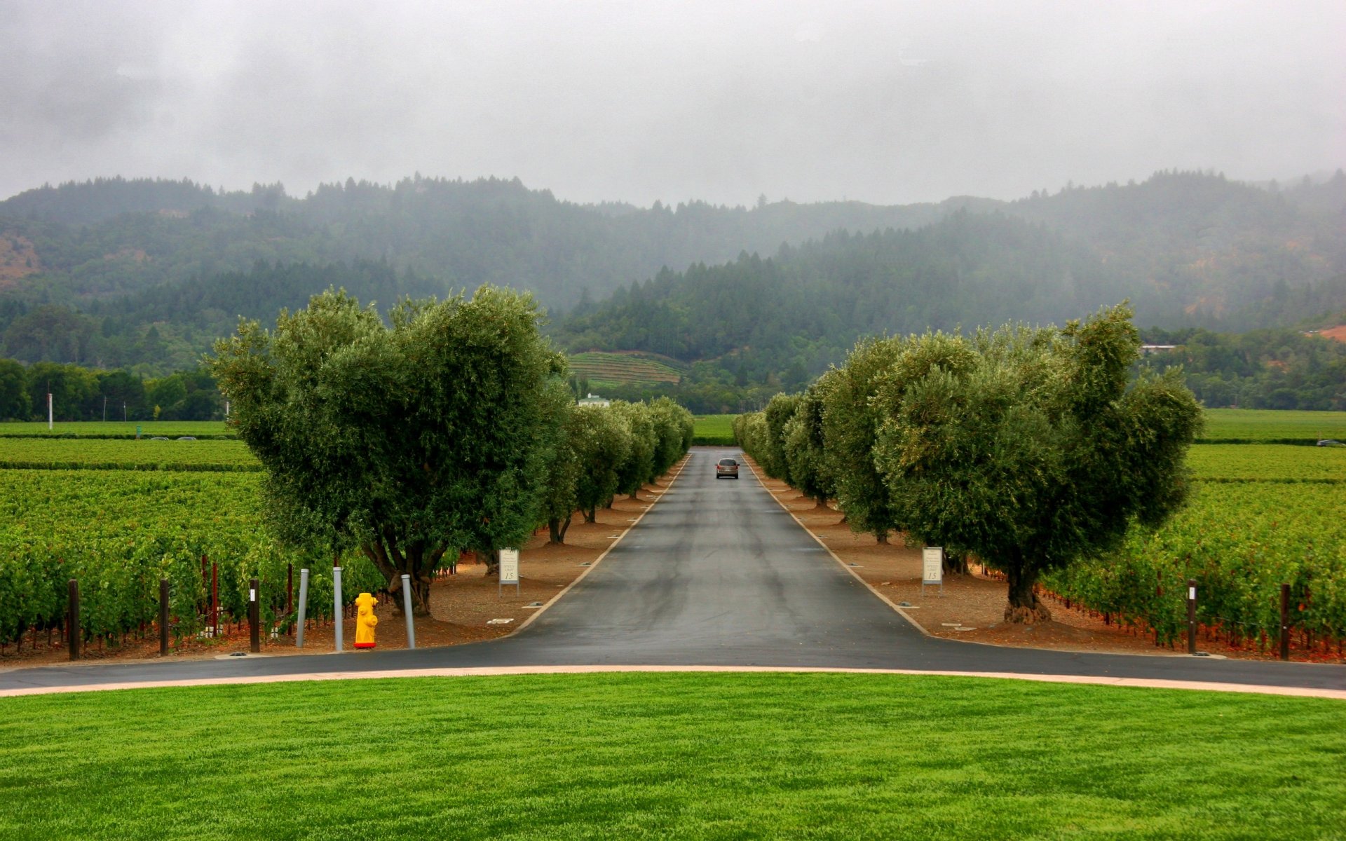 turf alley road tree machine fog landing