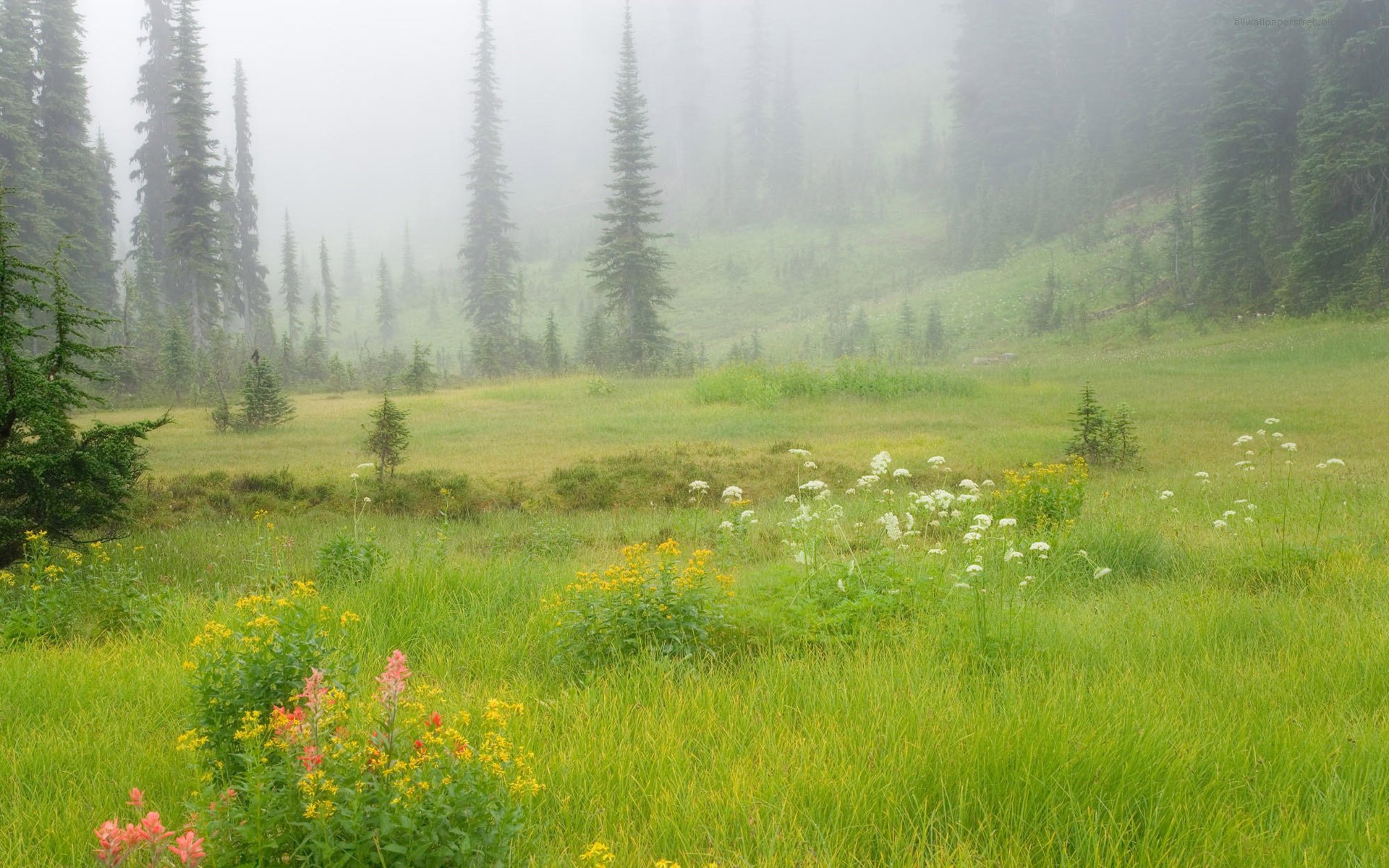 natur lichtung gras grün blumen hang wald bäume tannen weihnachtsbäume silhouetten nebel