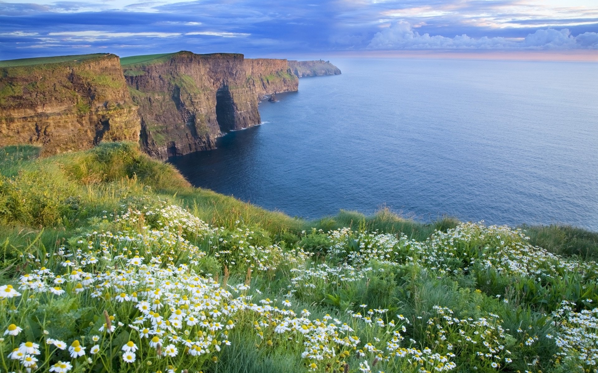 natur meer gänseblümchen