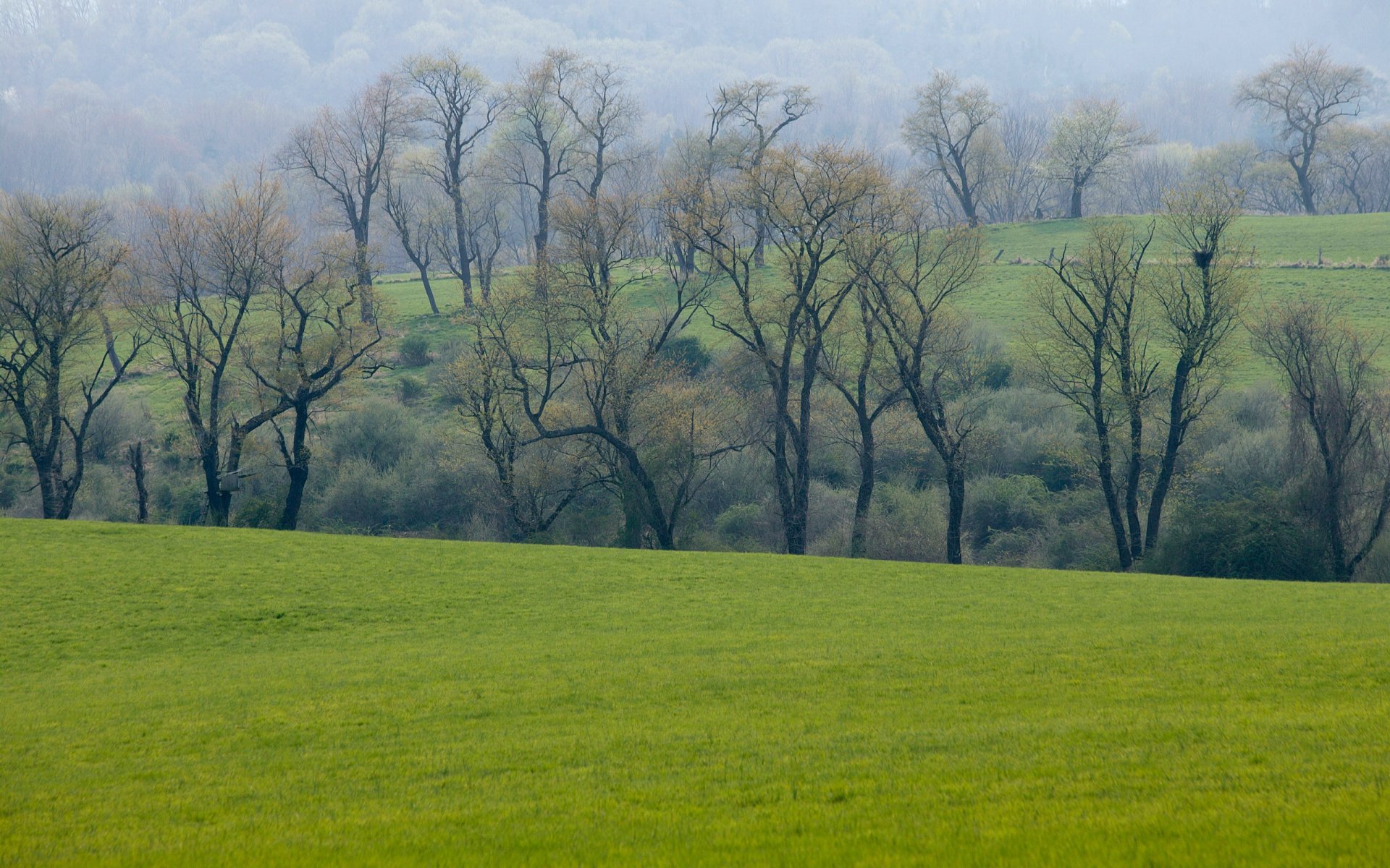 frühling feld wiese grüns gras wald bäume