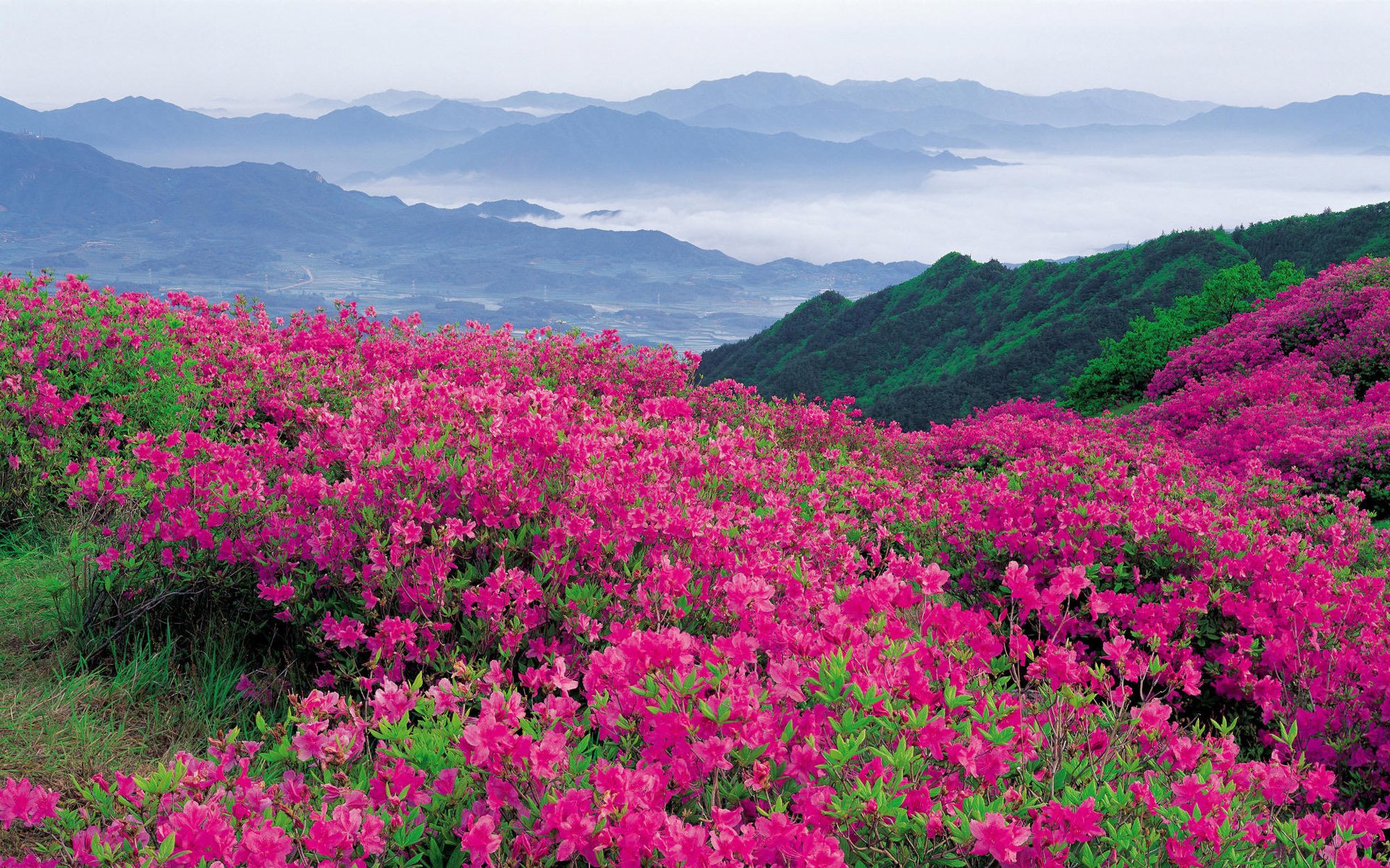 blumen strauch berge grüns