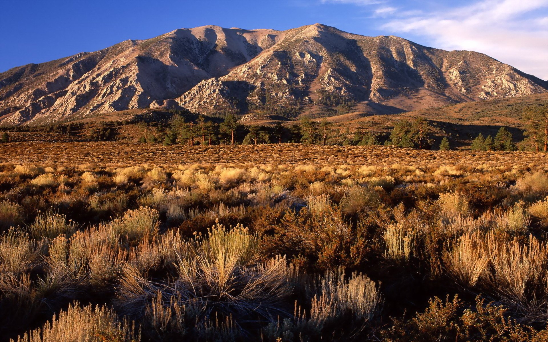 colline arbuste californie plaine