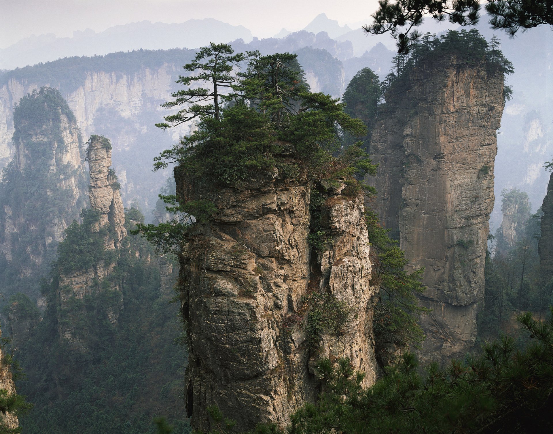 nature mountains rock relief rocks stones slopes plants shoots grass forest trees pines branches needle