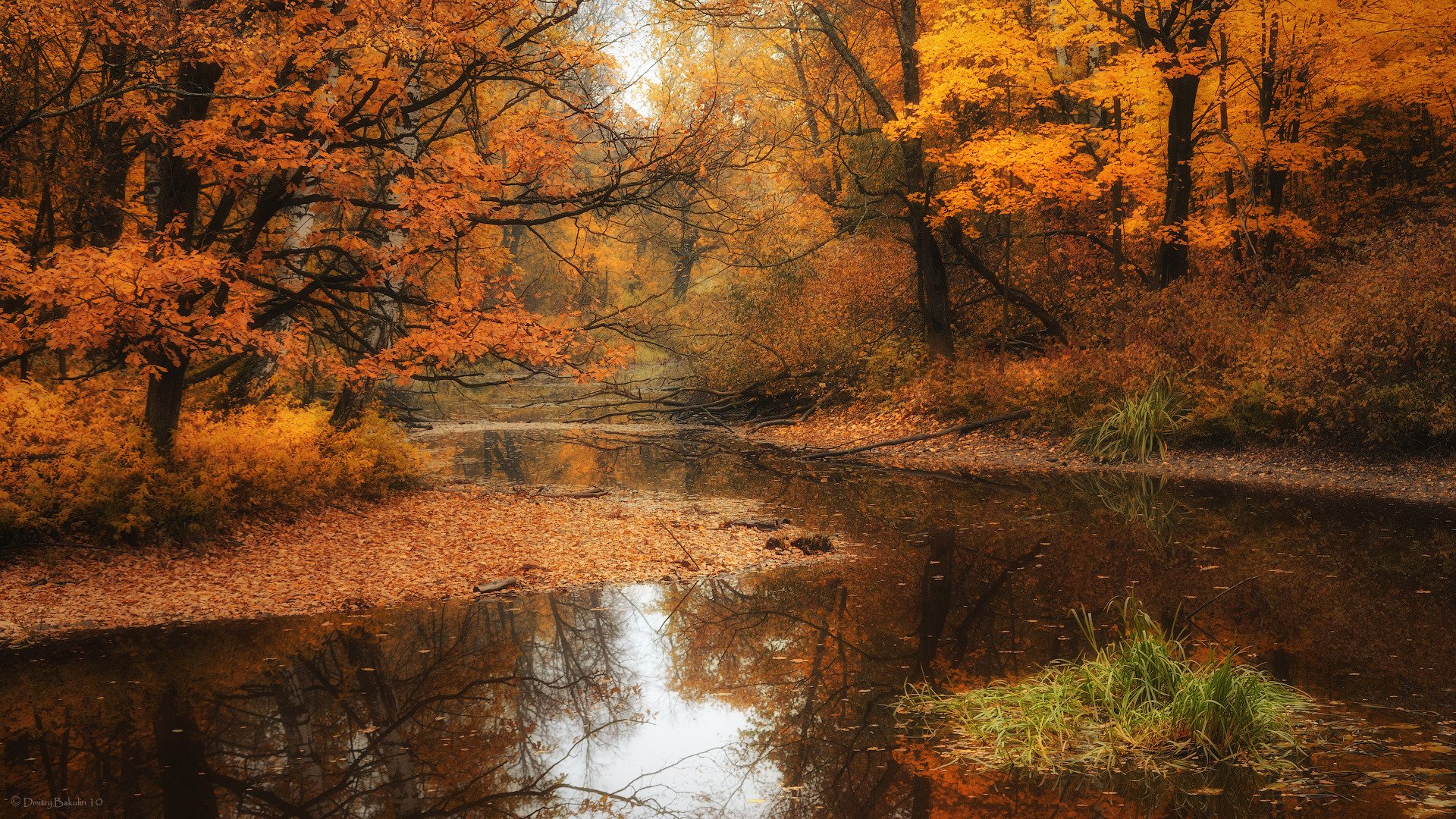 park herbst bäume