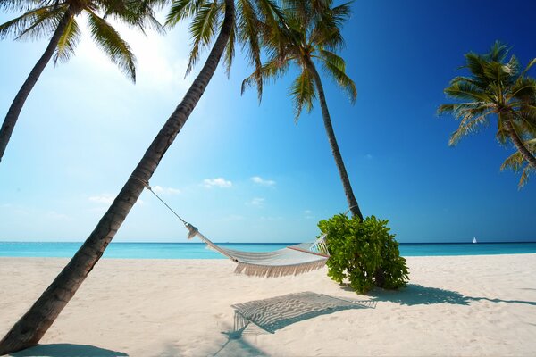 Summer sunny beach with palm trees