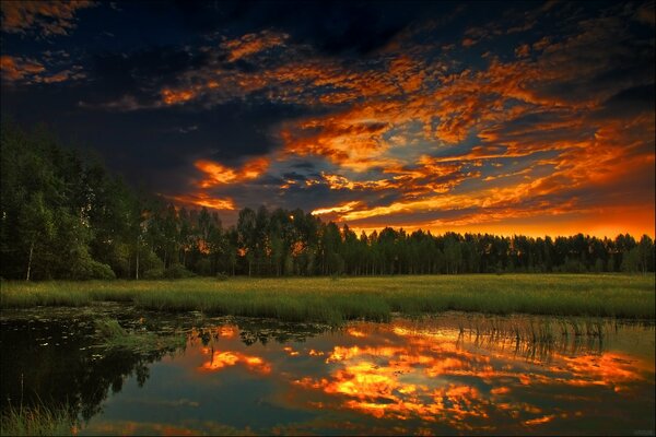 Coucher de soleil d été en soirée dans la forêt