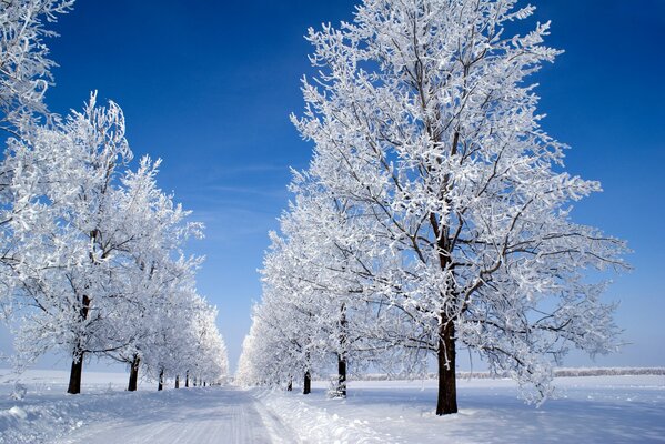 Alberi innevati in una chiara mattina d inverno