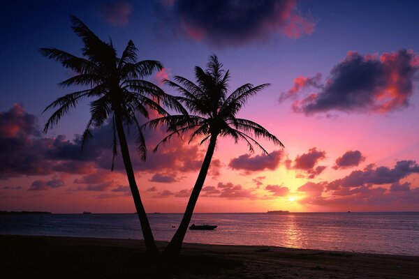 Two palm trees at sunset near the seashore