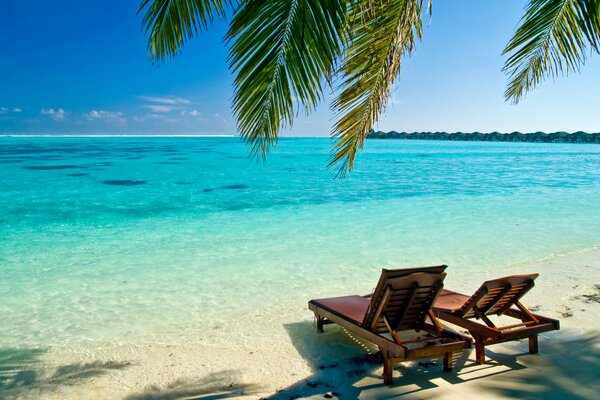 Sun loungers under a palm tree on the background of the azure ocean