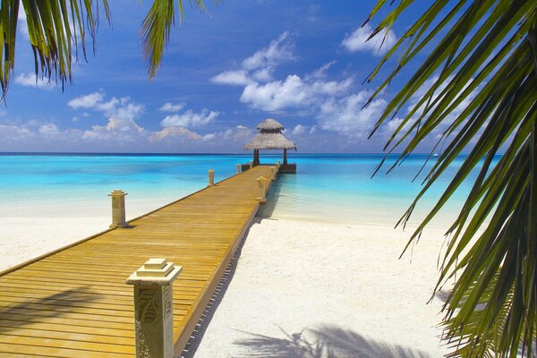 Azure water. Palm leaves on the shore