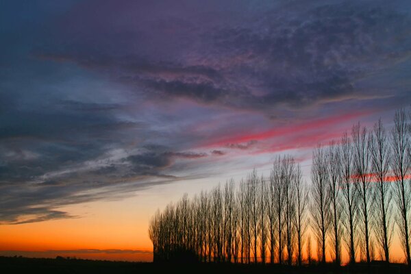 Coucher de soleil sur les arbres. Beau ciel