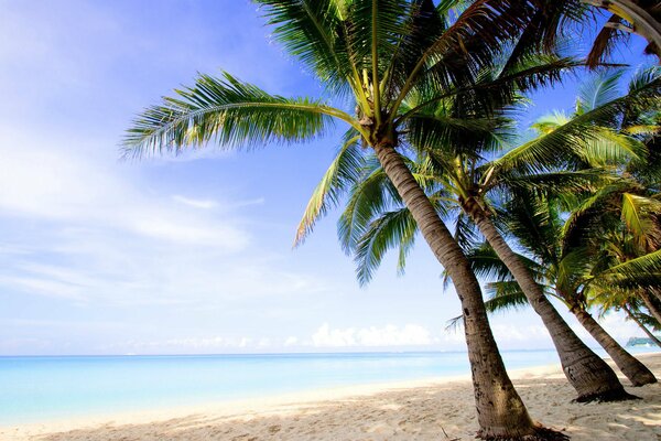 Palmeras en la playa de arena