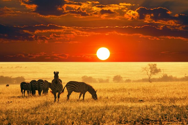 Afrikanische Ebene, eine Herde von Zebras grast vor dem Hintergrund eines scharlachroten Sonnenuntergangs