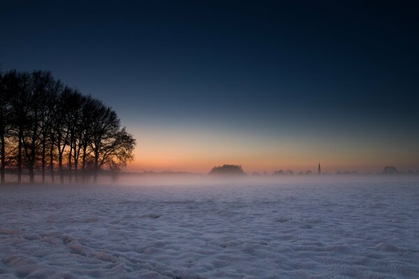 Arbres en hiver dans le brouillard et la neige