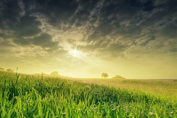 Campo de primavera bañado por el sol, hierba jugosa brillante