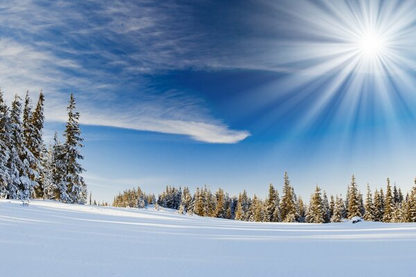 Paesaggio invernale gelido della foresta