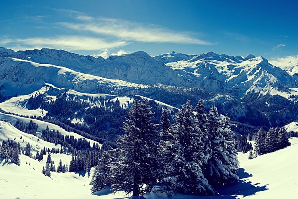 Árboles de Navidad en la nieve en picos nevados