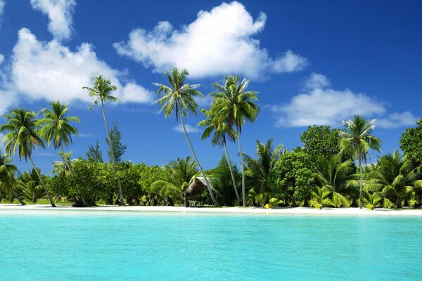 Romántica isla tropical con palmeras y arena