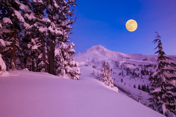 Foresta invernale di notte lunare