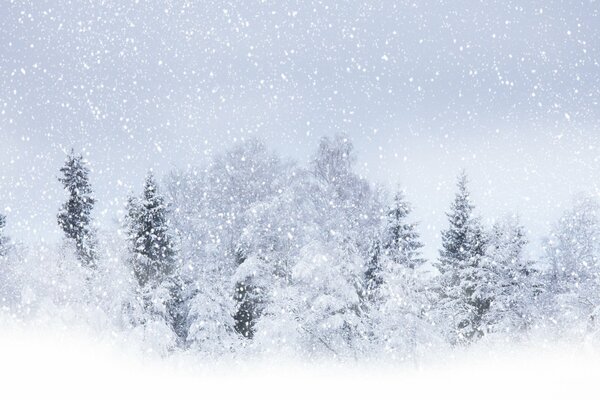 Duże płatki śniegu unoszące się nad lasem