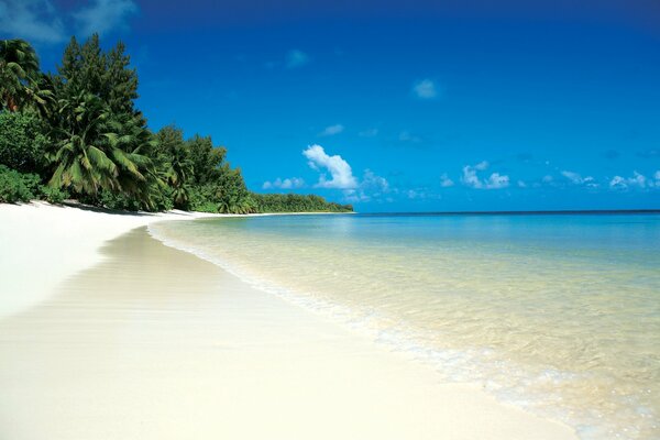 Красивый морской пляж с пальмами и песком