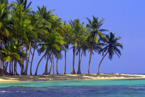 Морской пляж с пальмами и чистым голубым небом