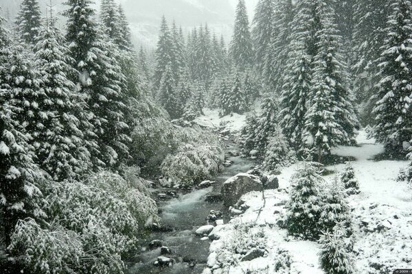 Forêt enneigée. Nature fraîche