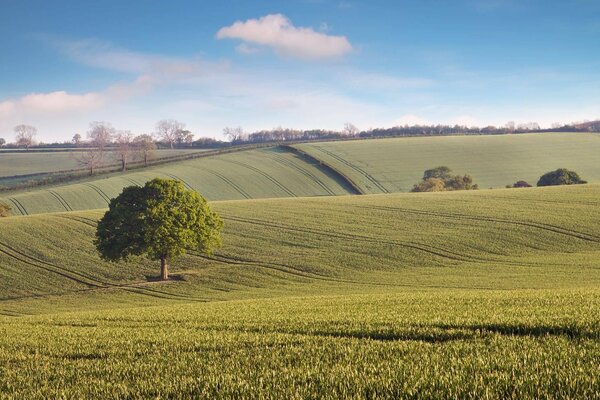 Arbre solitaire parmi les clairières vertes