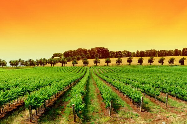 Gorgeous nature, olive plantations