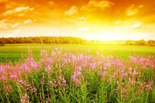 Wildflowers on the background of a beautiful sunset