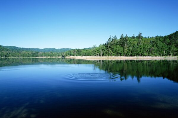 Beau lac bleu dans la forêt