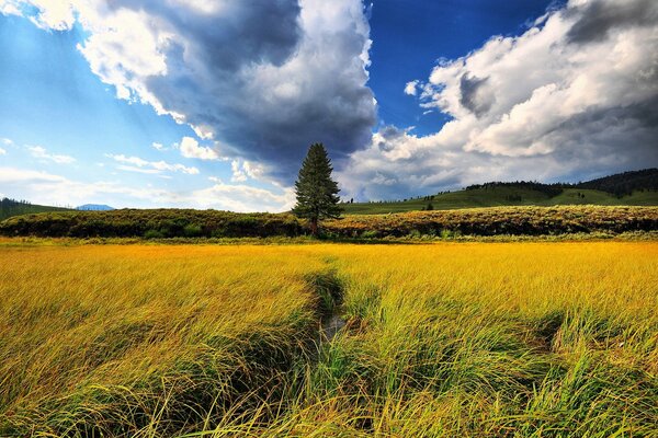 Waiting for rain over the golden field