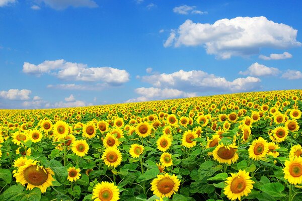 A field of sunflowers under a clear sky