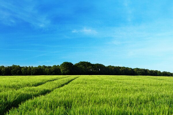 Lena landscape with field and forest