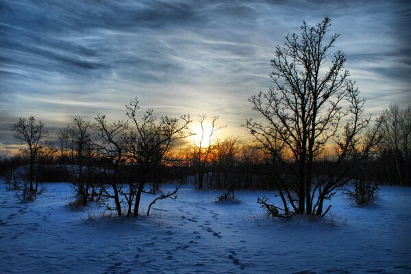 Paisaje de bosque de invierno al amanecer