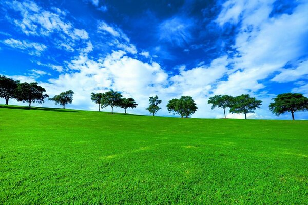 Grünes Gras und blauer Himmel