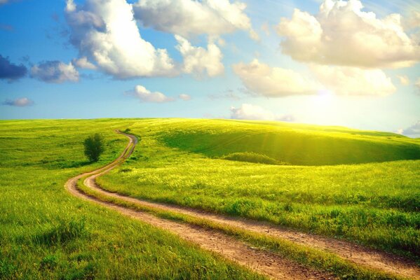 A country path in the summer in the field