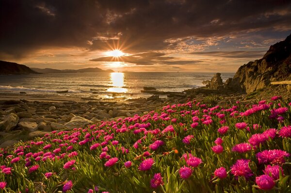 Niezwykły widok kwiatów na tle zachodu słońca nad morzem