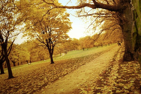 Autumn landscape walk in the park