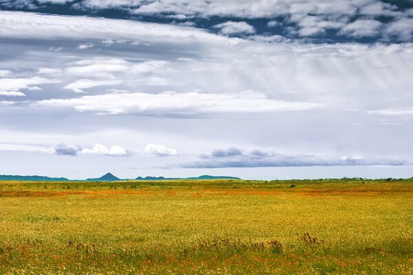 A beautiful field with flowers and incredible debris